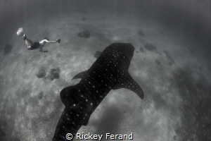 Snorkeling with Whale Sharks in Oslob, Philippines by Rickey Ferand 